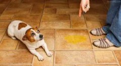 懲罰狗狗常見誤區，你知道嗎？