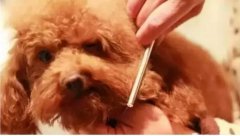 如何給狗狗梳毛？