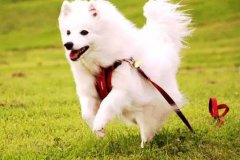 狗狗教會我們的人生道理，你做到了嗎？