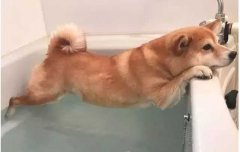 這幾種“酷刑”，據(jù)說狗狗都超級(jí)怕！
