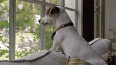 狗狗的十個有趣的小心思，你可一定要知道！