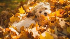 氣溫驟變，謹記寵物保暖誤區！ 華興寵物食品