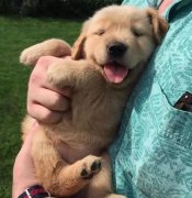 把狗當孩子養，你認同嗎？ 華興寵物食品