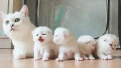 貓咪一生要經(jīng)歷的六個(gè)階段，你家貓?zhí)幱谀膫€(gè)時(shí)期？