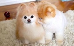 我想養(yǎng)狗，養(yǎng)什么狗，告別單身的狗