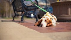 天氣熱了，寵主們請停止對狗狗的傷害！