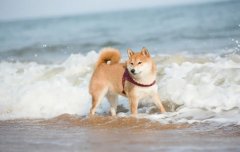 夏季遛狗，要避開這四種不良行為，你別不知道