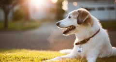 合理喂養(yǎng)寵物狗有技巧，你知道嗎? 華興寵物食品