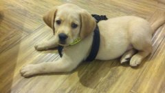 注意！狗狗的這些動作不是撒嬌，而是求助！