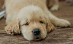 秋天，狗狗需要格外＂謹防＂的幾類疾病