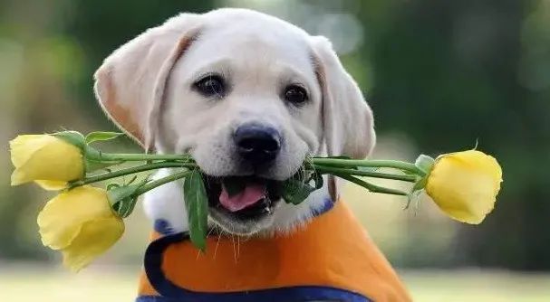 感動！原來狗狗這些表現，都是愛的證明