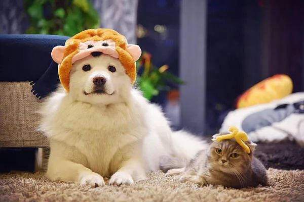 過年啦，家里的貓貓狗狗你是怎么安排的呢？快來看看