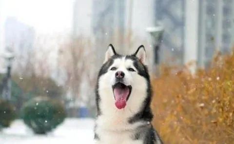 狗狗愛叫怎么辦？這六招，教給你