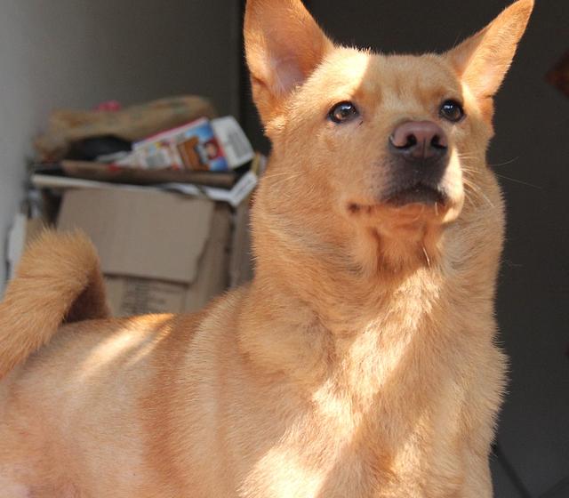 不要隨便打狗狗，否則后果會很嚴重