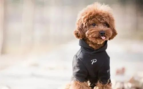 養(yǎng)狗，這些“低級錯誤”千萬不能犯！