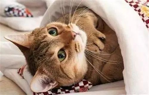 說出來你可能不信，貓咪過冬其實也有“南北差異”