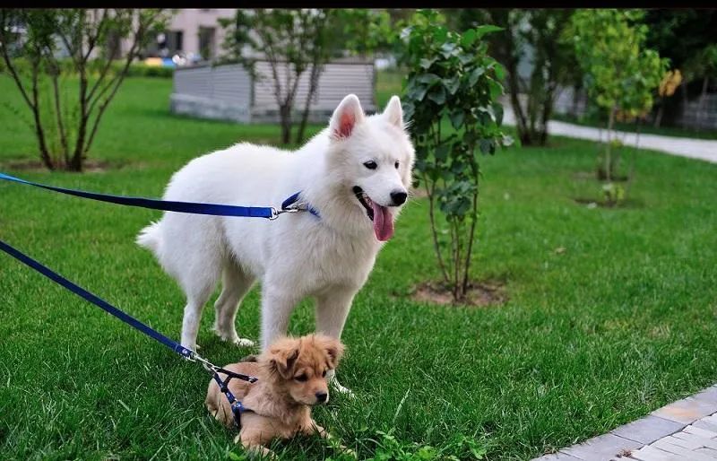 為什么有的狗狗喜歡挖坑？