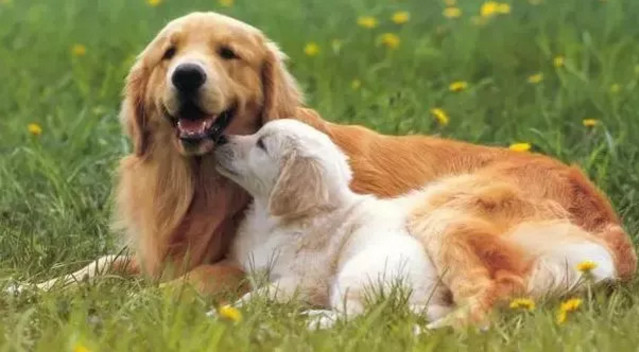 春季貓狗毛發滿天飛，如果是病理性掉毛，鏟屎官們要注意了！