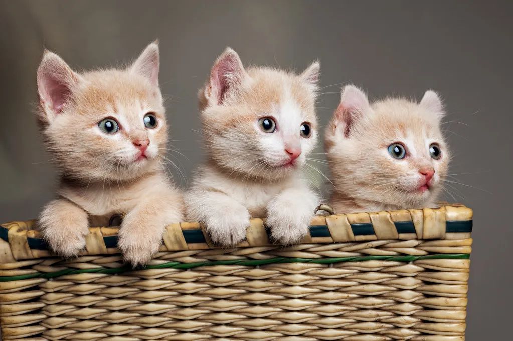 再生氣也不要打貓，告訴你為什么